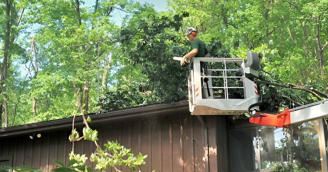 Harmony in Nature: Tree Service Erie PA's Connection to Music and Custard Records